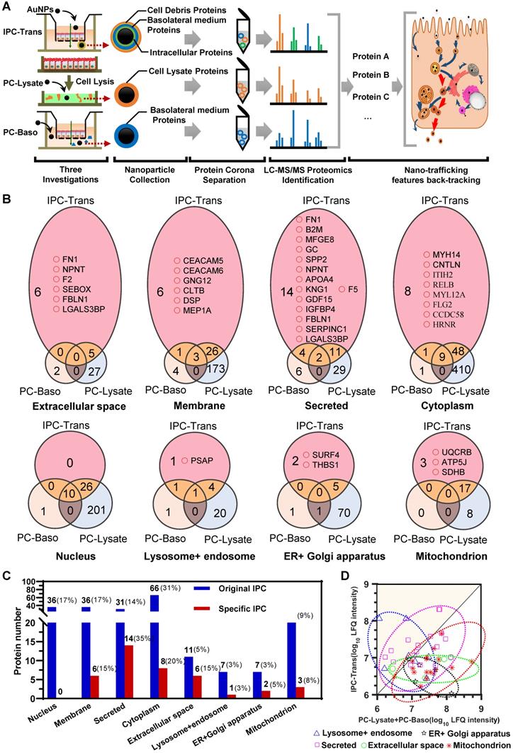 Theranostics Image