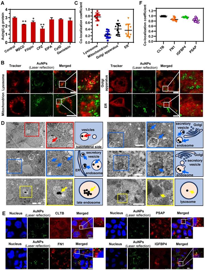 Theranostics Image