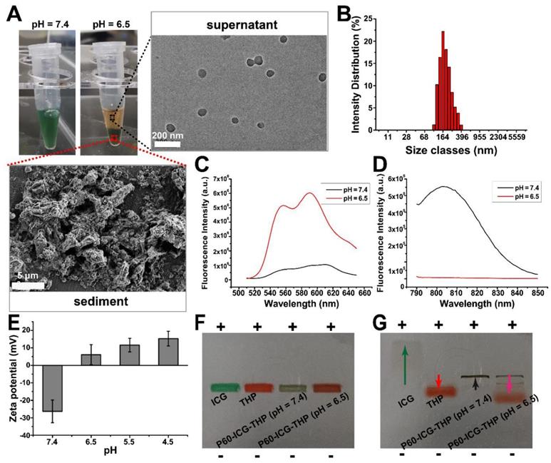 Theranostics Image