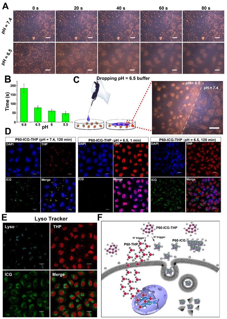 Theranostics Image