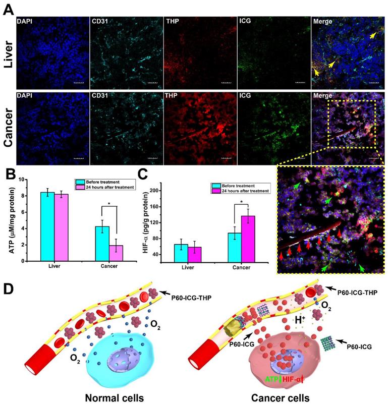 Theranostics Image