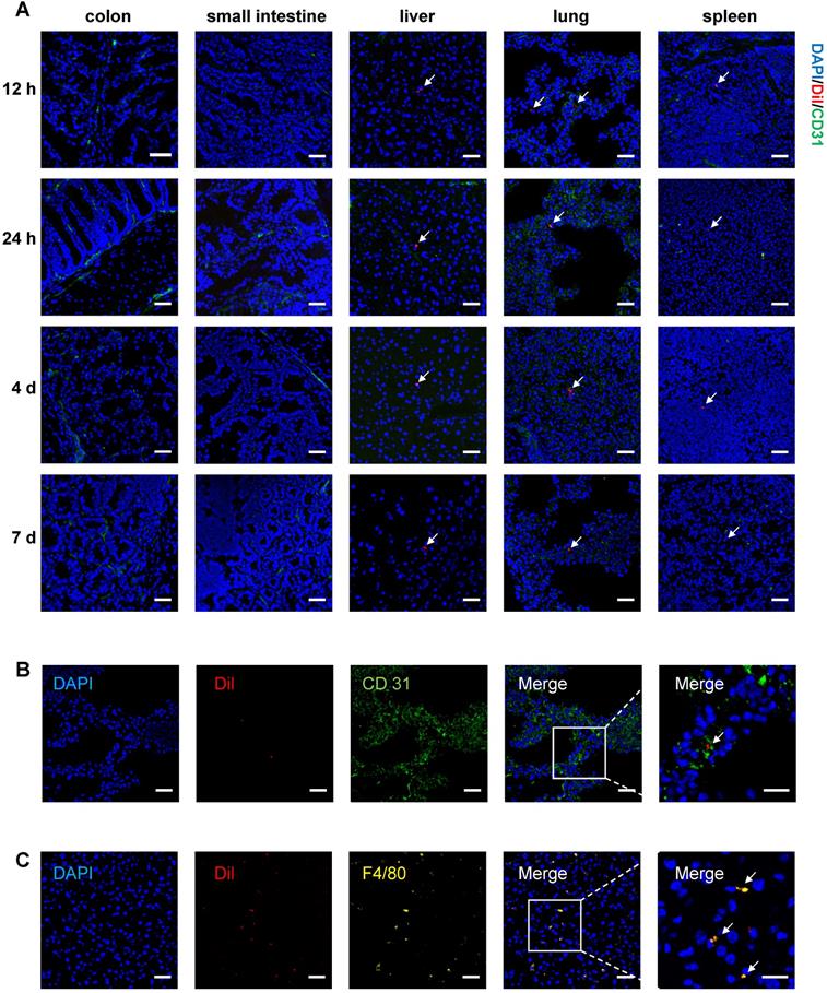 Theranostics Image