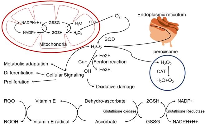 Theranostics Image