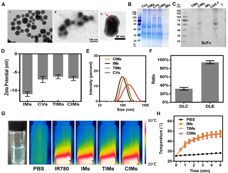 Theranostics Image