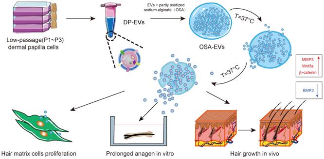 Theranostics Image