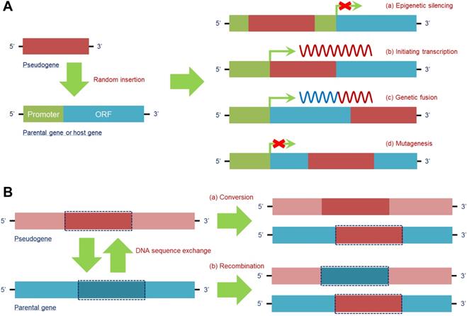 Theranostics Image