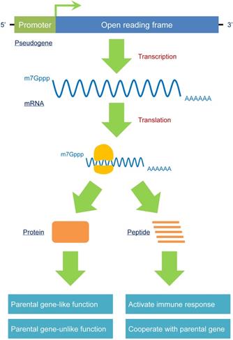 Theranostics Image