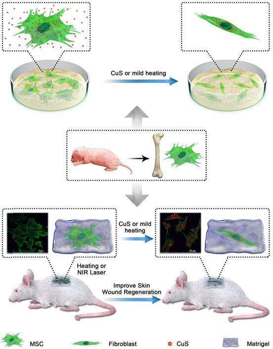 Theranostics Image