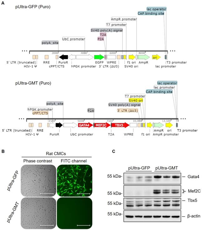 Theranostics Image