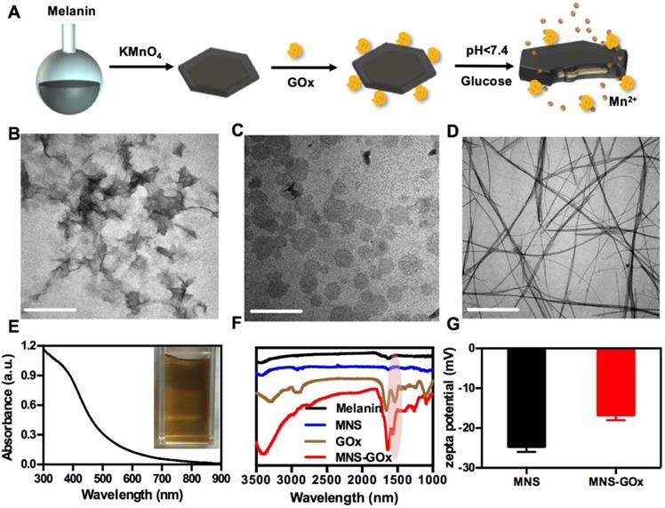 Theranostics Image