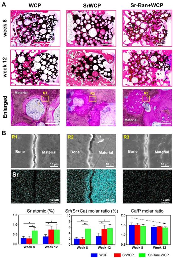 Theranostics Image