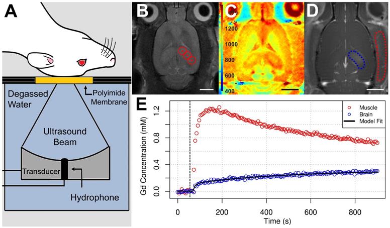 Theranostics Image