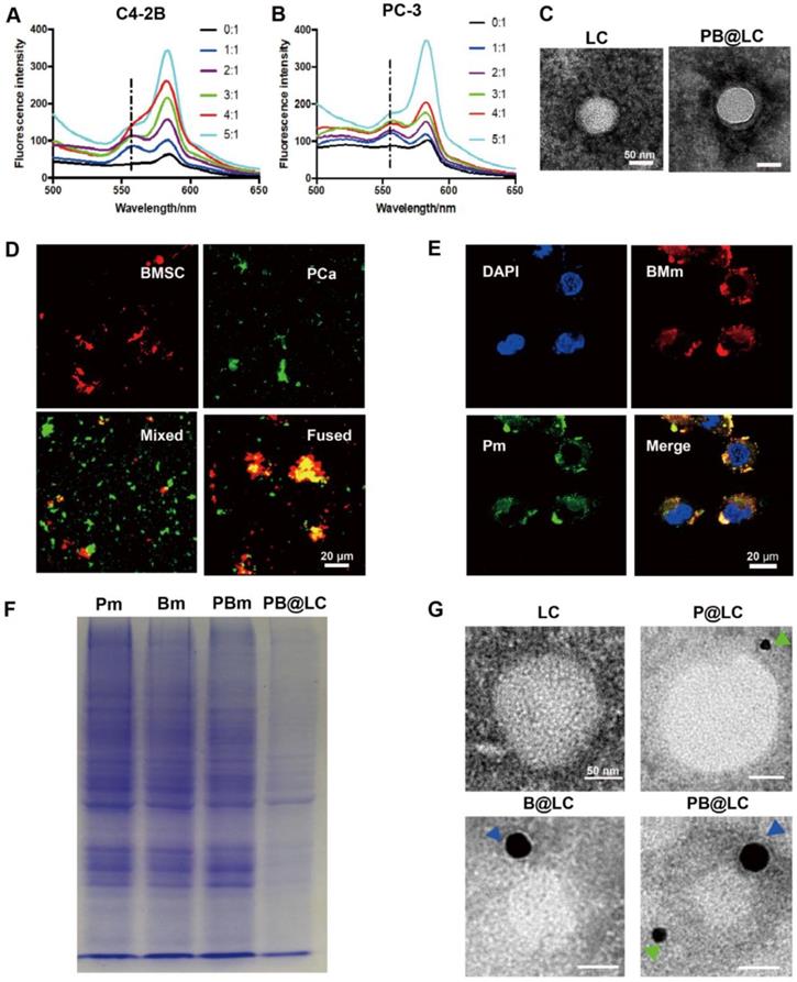 Theranostics Image