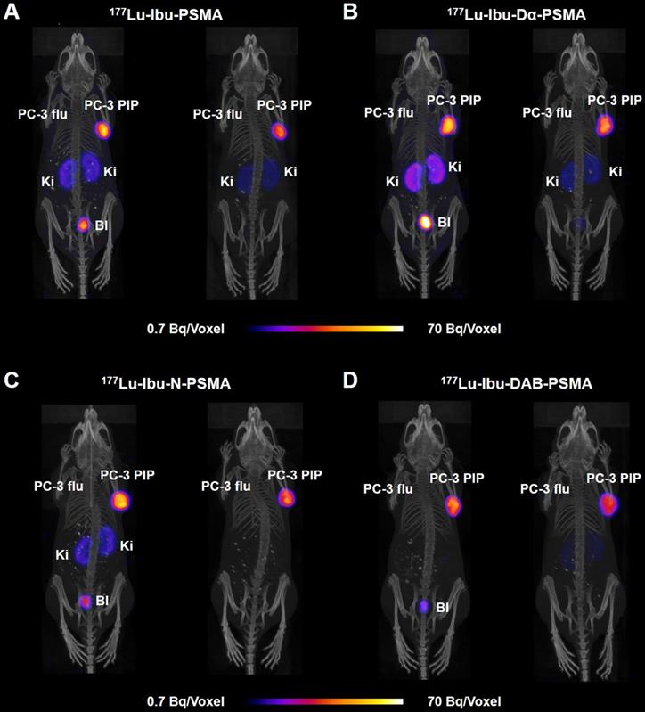 Theranostics Image