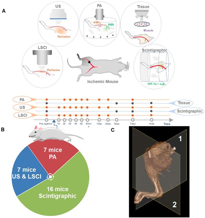 Theranostics Image