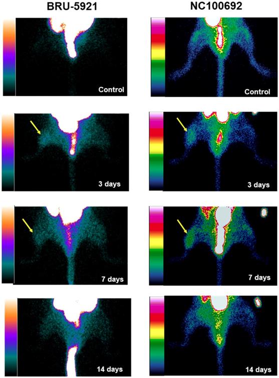 Theranostics Image