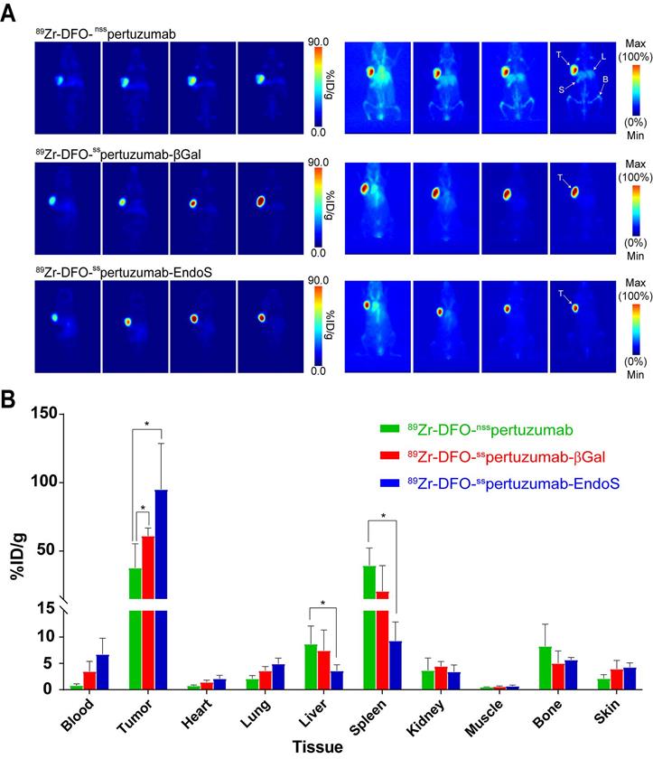 Theranostics Image