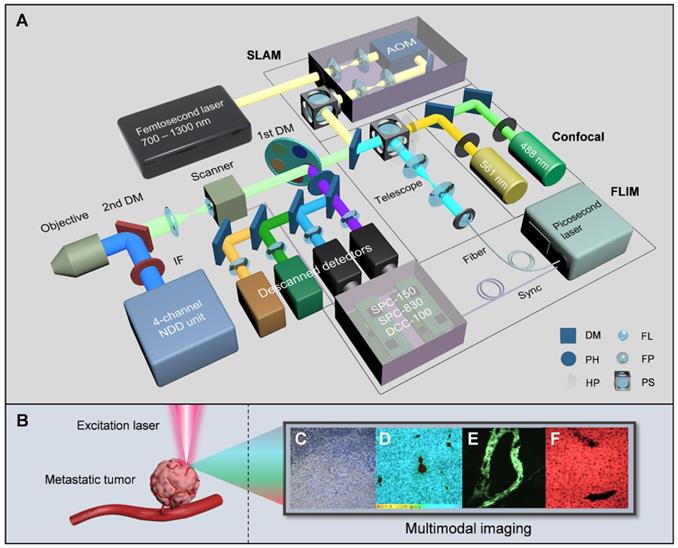 Theranostics Image