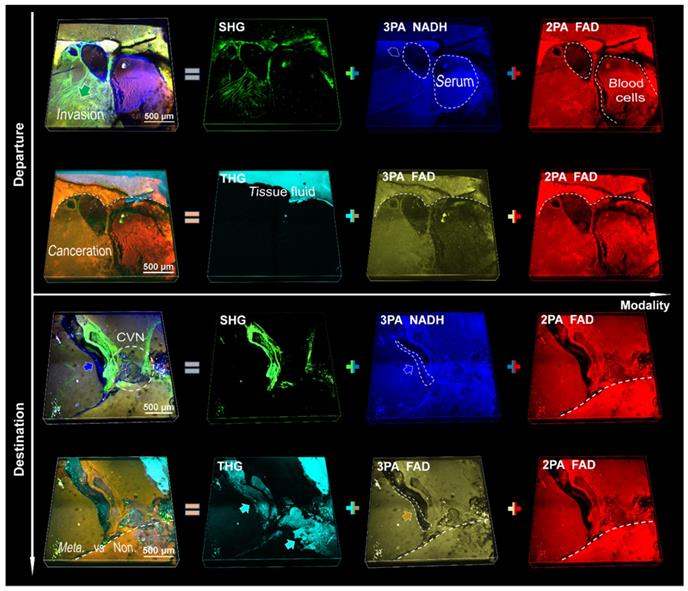 Theranostics Image