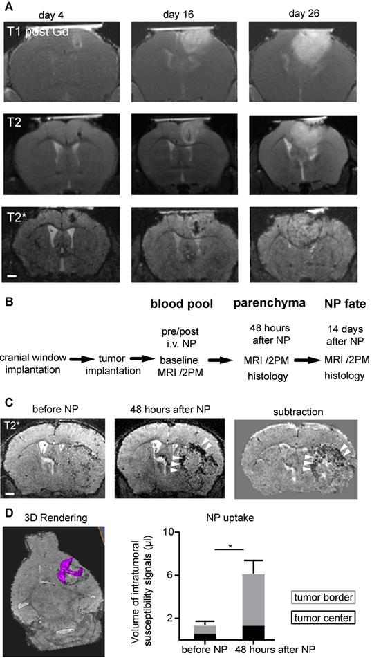 Theranostics Image