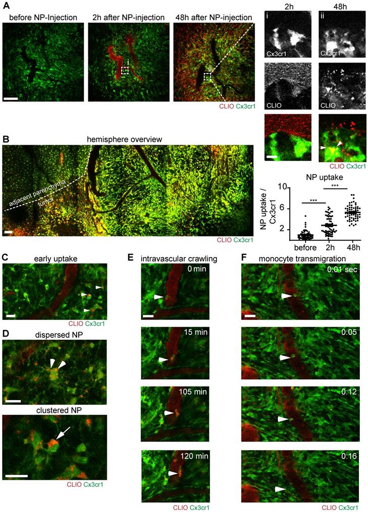 Theranostics Image