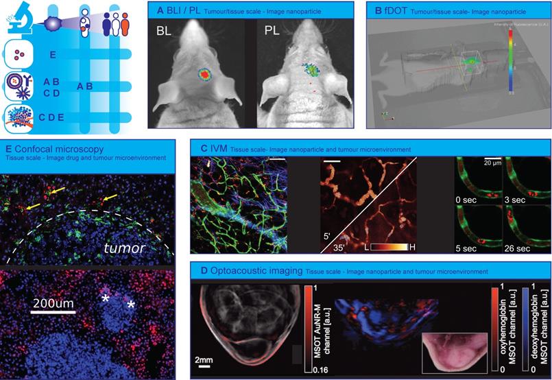 Theranostics Image