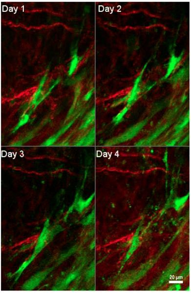 Theranostics Image