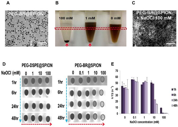 Theranostics Image