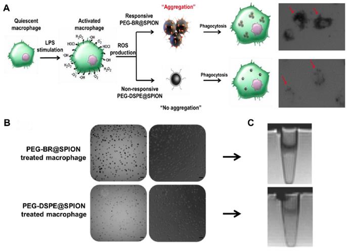 Theranostics Image