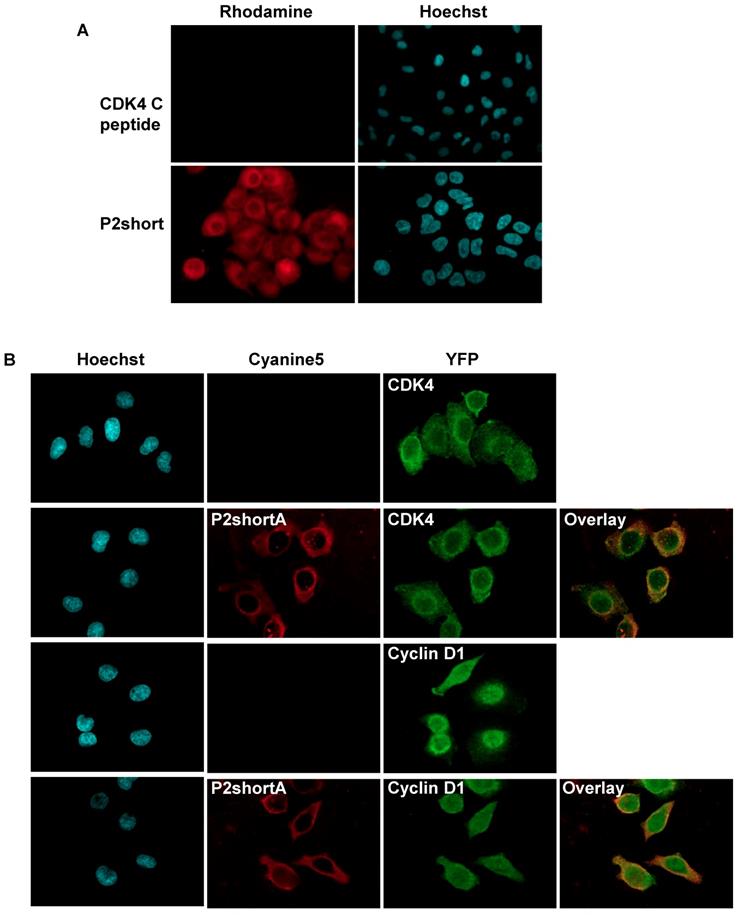 Theranostics Image