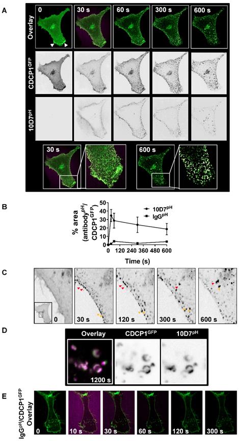 Theranostics Image