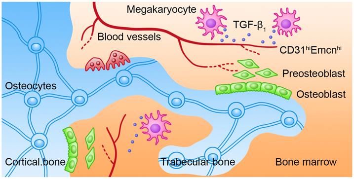 Theranostics Image