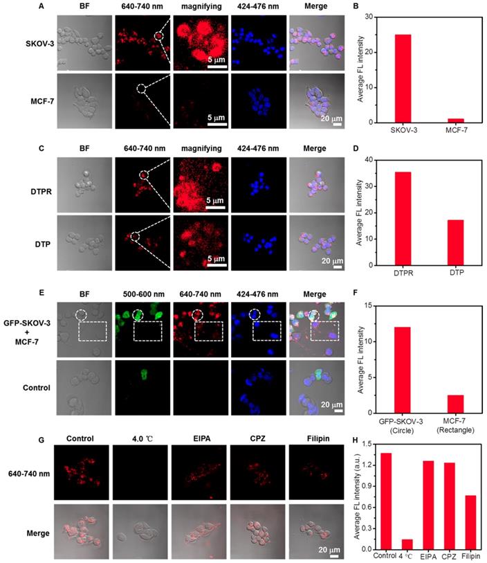 Theranostics Image