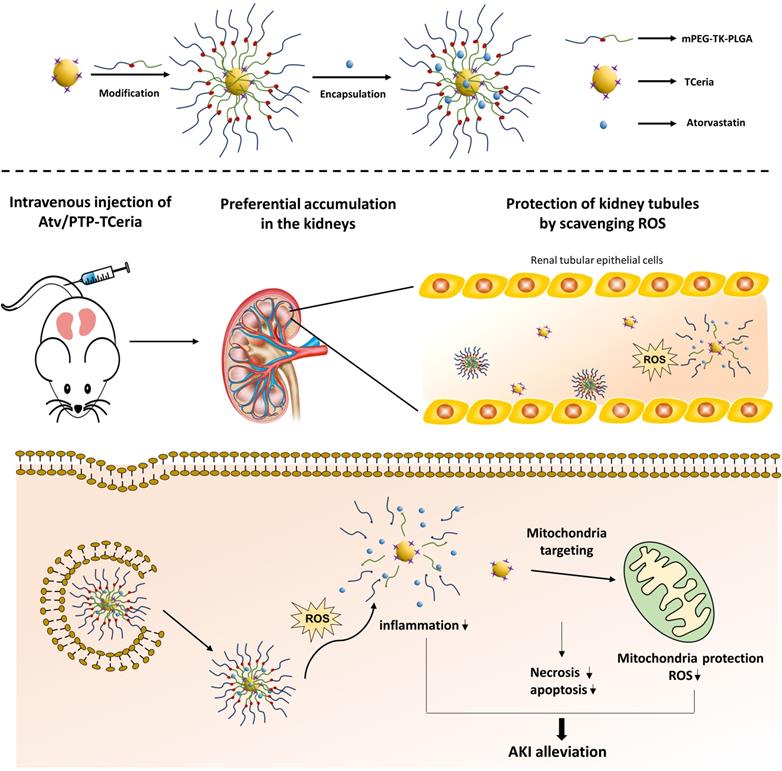 Theranostics Image