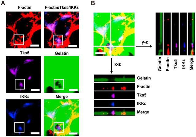 Theranostics Image