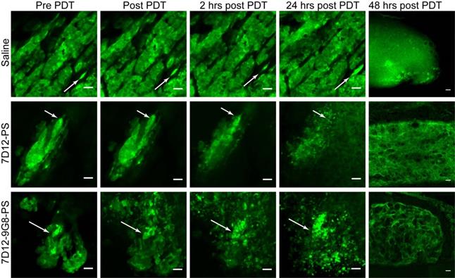 Theranostics Image