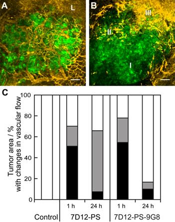 Theranostics Image