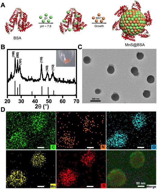 Theranostics Image