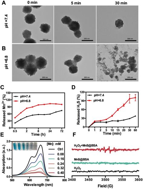 Theranostics Image