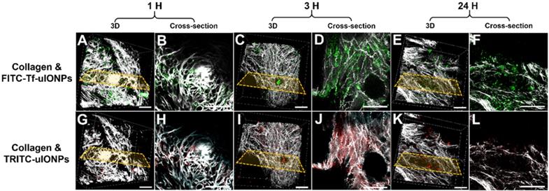 Theranostics Image