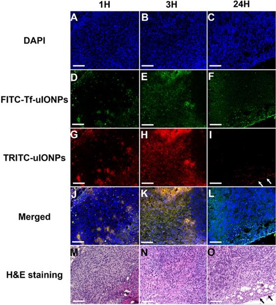 Theranostics Image