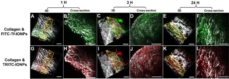 Theranostics Image