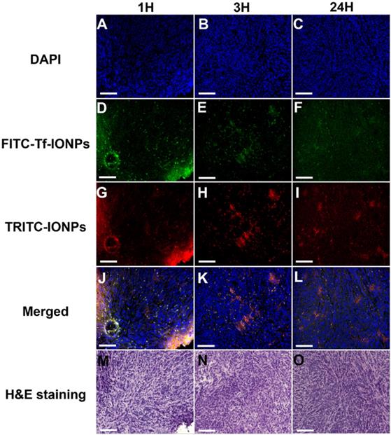 Theranostics Image