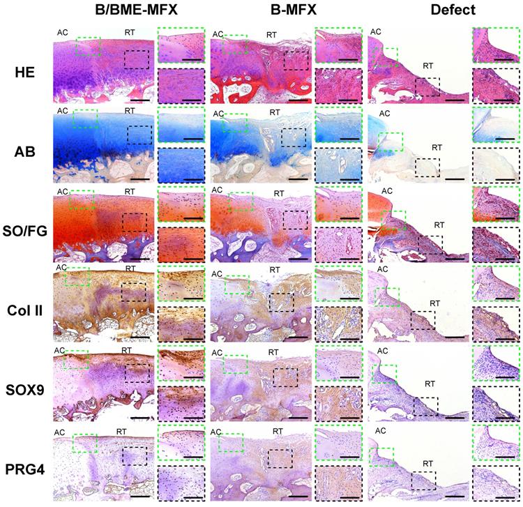 Theranostics Image