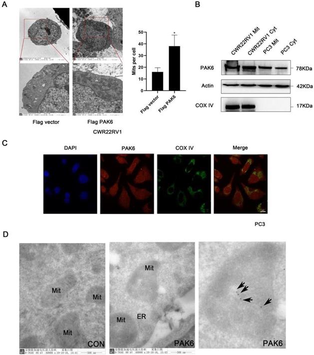 Theranostics Image