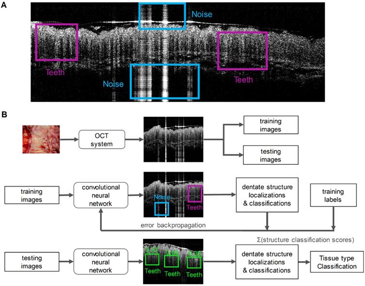 Theranostics Image