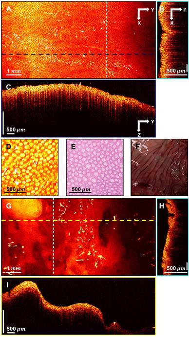 Theranostics Image