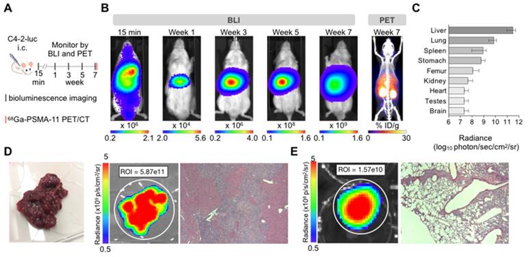 Theranostics Image