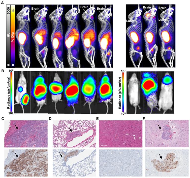 Theranostics Image