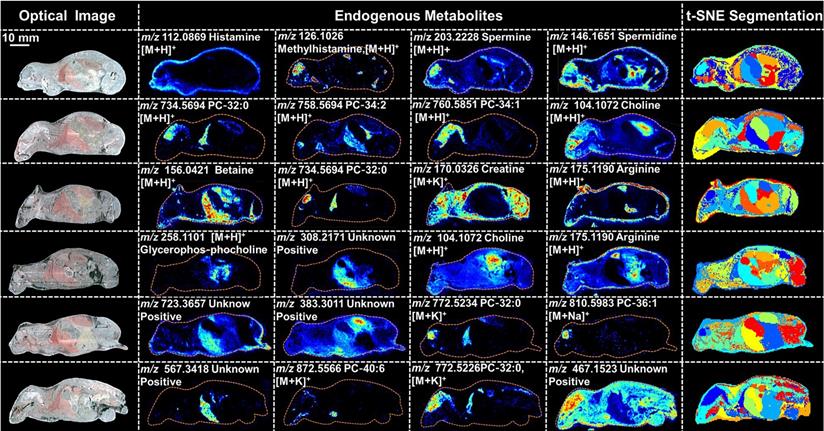 Theranostics Image